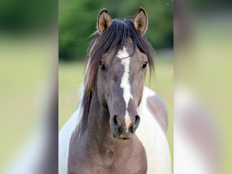 Classic Pony Gelding 5 years 13,2 hh Pinto in Zuienkerke