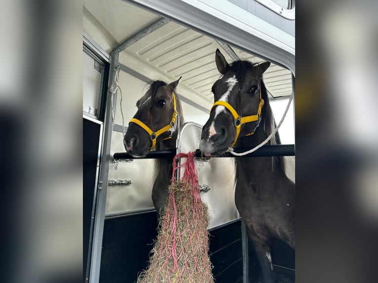 Classic Pony Gelding 5 years 13,2 hh Pinto in Zuienkerke