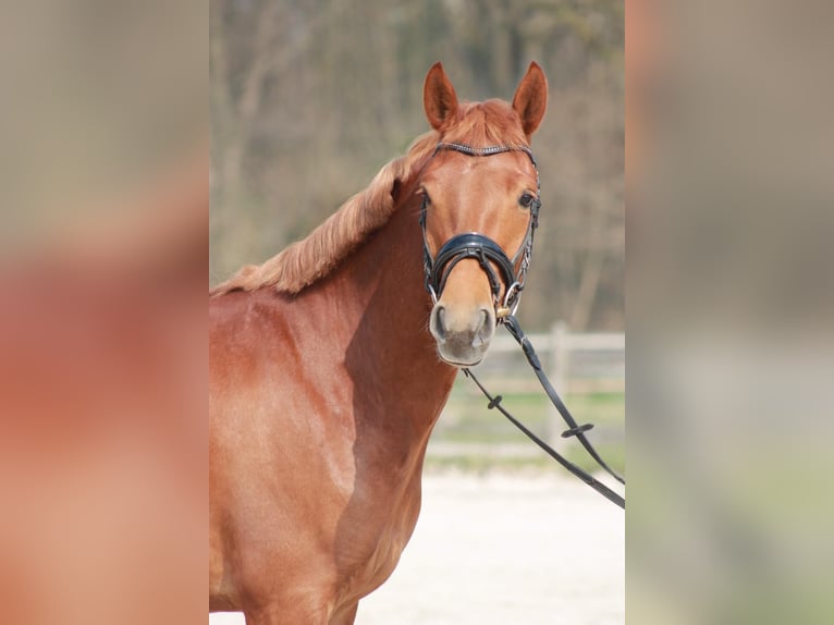 Classic Pony Gelding 5 years 14,1 hh Chestnut-Red in Düsseldorf