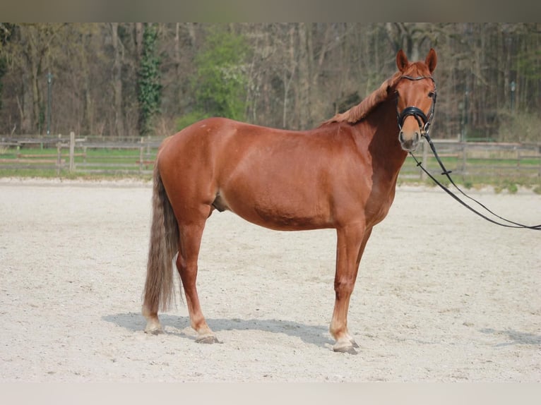 Classic Pony Gelding 5 years 14,1 hh Chestnut-Red in Düsseldorf