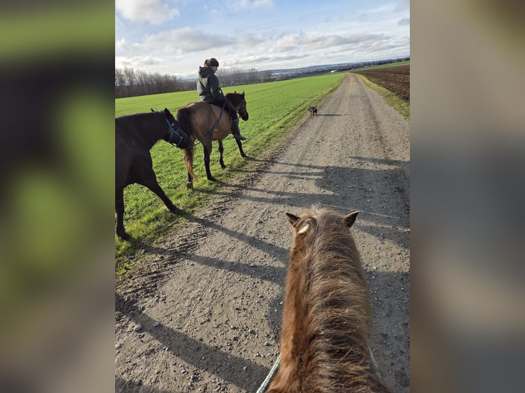 Classic Pony Gelding 6 years 11,2 hh Chestnut in Weimar