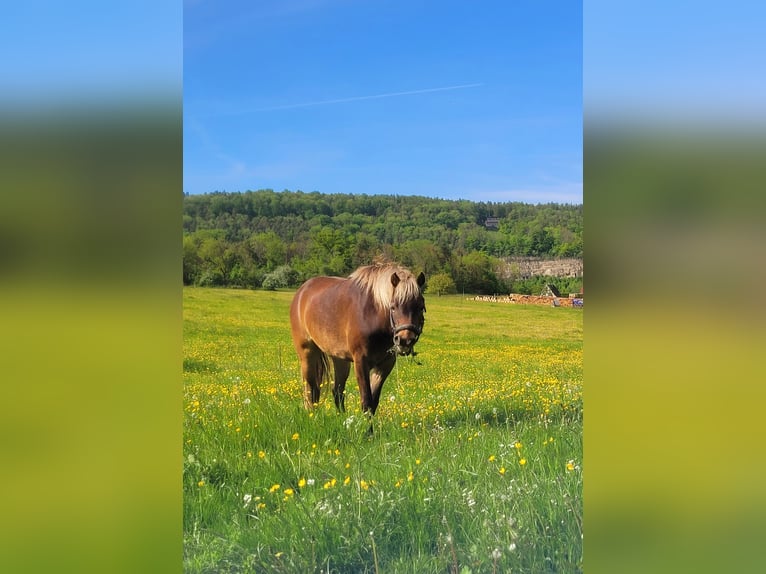 Classic Pony Gelding 6 years 11,2 hh Chestnut in Weimar