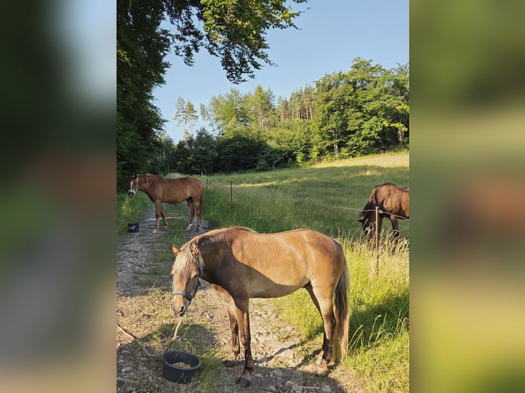 Classic Pony Gelding 6 years 11,2 hh Chestnut in Weimar