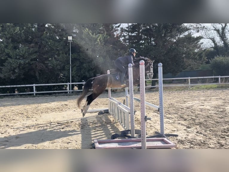 Classic Pony Gelding 6 years 14,2 hh Gray-Red-Tan in Marsillargues