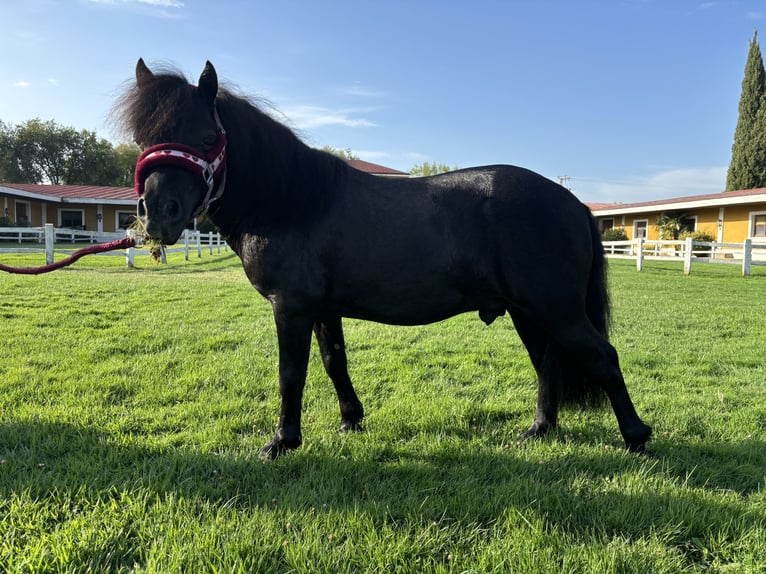 Classic Pony Gelding 6 years 9,1 hh Black in Alcorcon