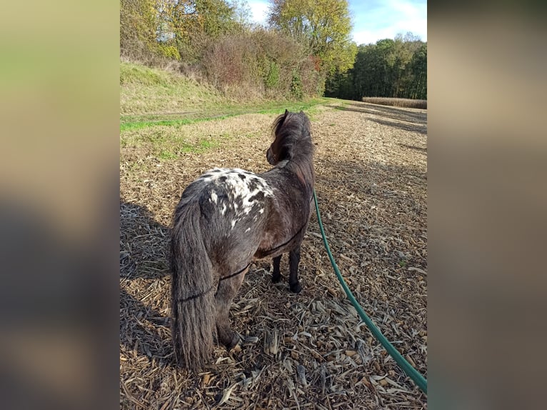 Classic Pony Gelding 7 years 10.1 hh Leopard-Piebald in Sinsheim
