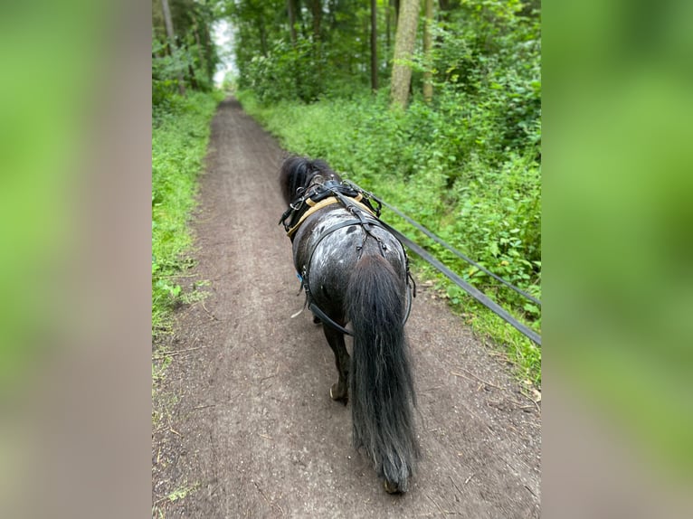 Classic Pony Gelding 7 years 10,1 hh Leopard-Piebald in Sinsheim