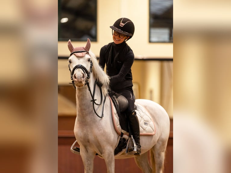 Classic Pony Gelding 7 years 12.1 hh Grey in Beckerich