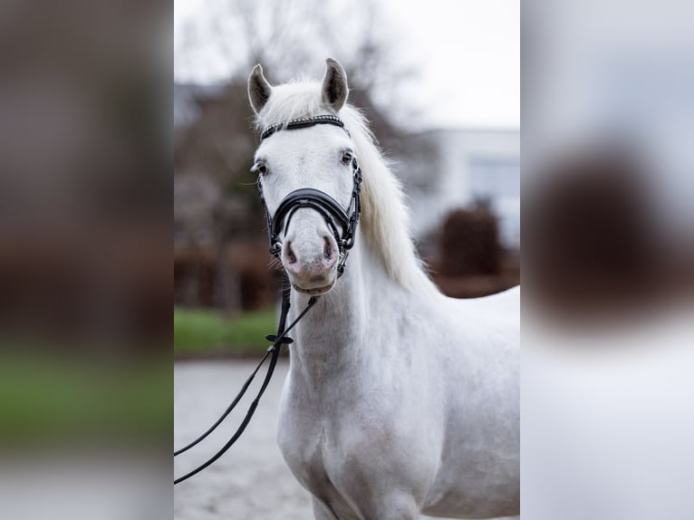 Classic Pony Gelding 7 years 12,1 hh Grey in Beckerich