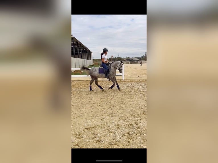 Classic Pony Gelding 7 years 13,3 hh Gray in Bormujos