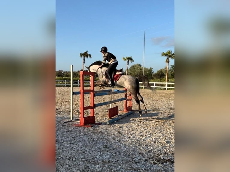 Classic Pony Gelding 7 years 13,3 hh Gray in Bormujos