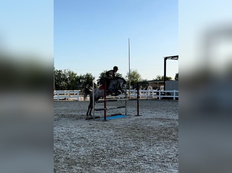 Classic Pony Gelding 7 years 13,3 hh Gray in Bormujos