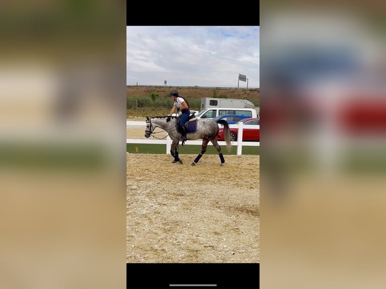 Classic Pony Gelding 7 years 13,3 hh Gray in Bormujos