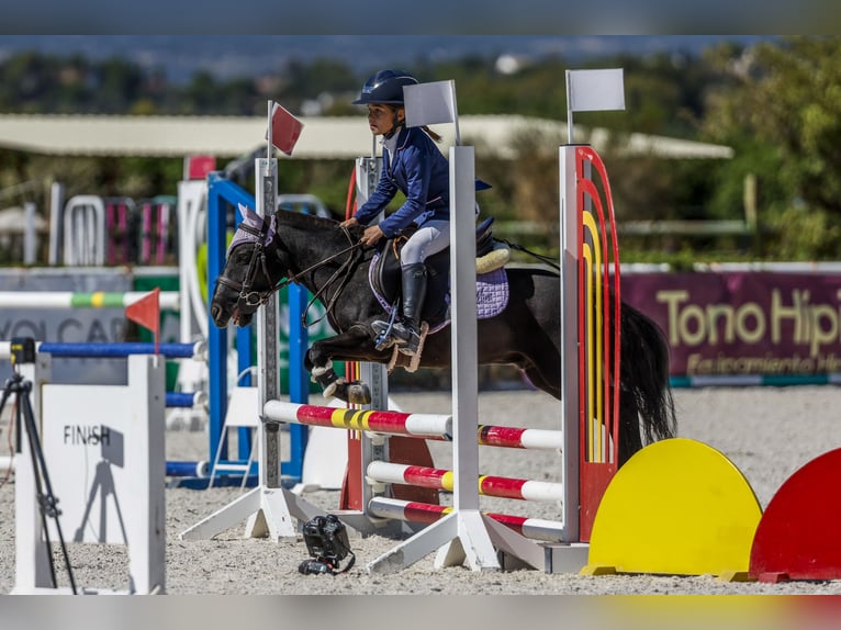 Classic Pony Mix Gelding 8 years 10,1 hh Bay-Dark in LAS ROZAS DE MADRID