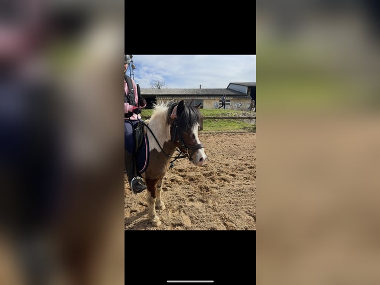 Classic Pony Mix Gelding 8 years 11,2 hh in Bure les templiers