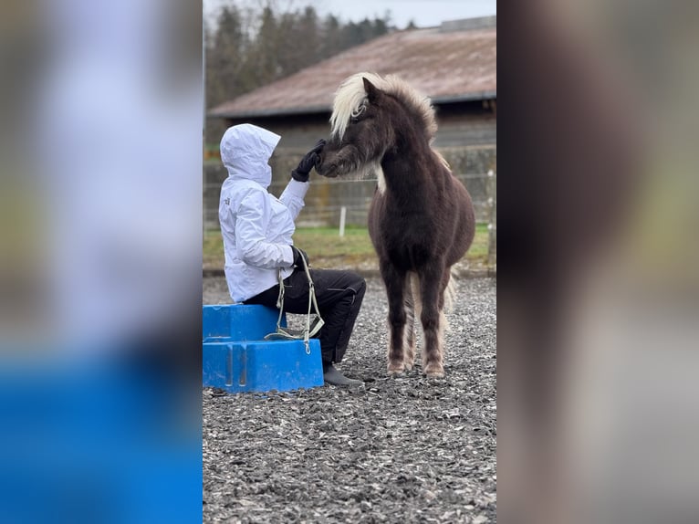 Classic Pony Gelding 8 years 11,1 hh in Zürich