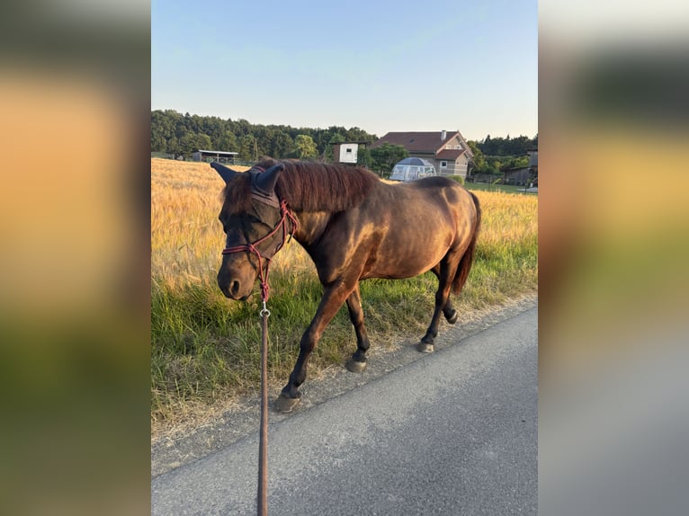 Classic Pony Mix Gelding 8 years 12 hh Bay-Dark in Weixelbaum