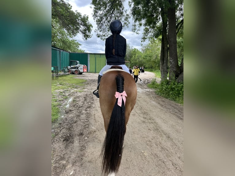Classic Pony Gelding 8 years 13,2 hh Chestnut-Red in Castellon De La Plana/Castello De La Pla Classic Pony Gelding 8 years 13,2 hh Chestnut-Red in Castellon De La Plana/Castello De La Pla