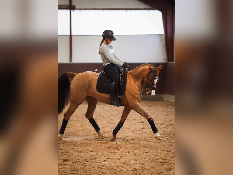 Classic Pony Gelding 8 years 14,2 hh Chestnut-Red in Børkop
