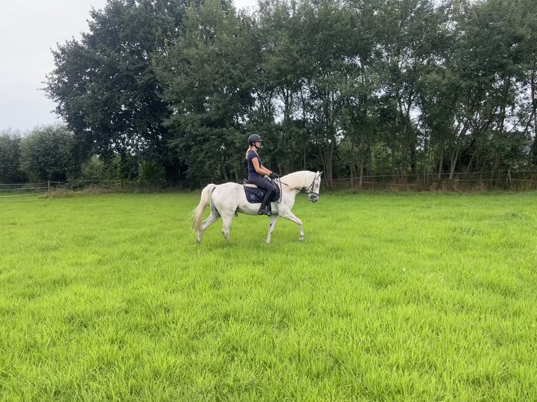 Classic Pony Gelding 8 years 14 hh Leopard-Piebald in Rietberg