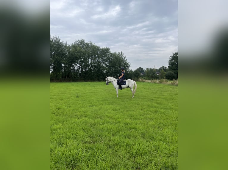 Classic Pony Gelding 8 years 14 hh Leopard-Piebald in Rietberg