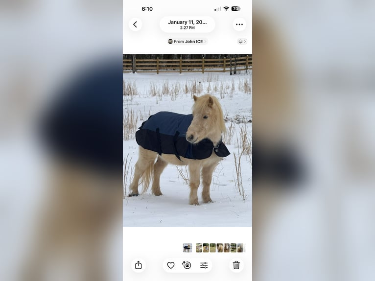 Classic Pony Gelding 8 years 15 hh White in Athens