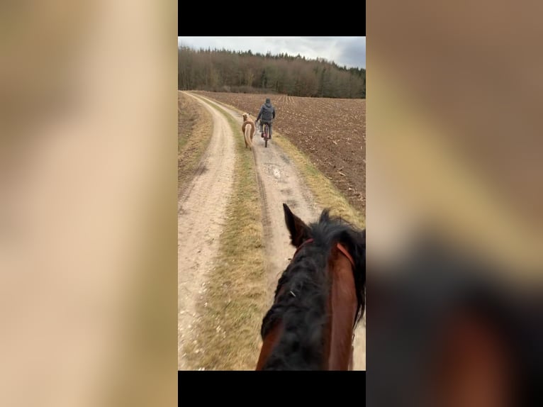 Classic Pony Mix Gelding 8 years 9.1 hh Brown Falb mold in Aufseß