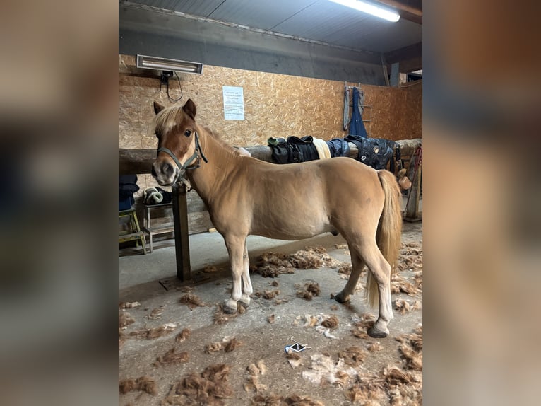 Classic Pony Gelding 9 years 10.1 hh Chestnut-Red in Rankweil