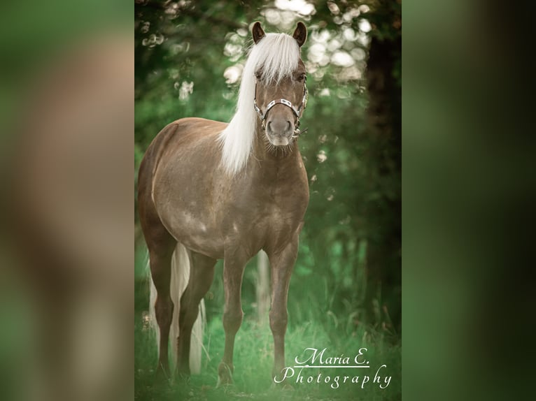 Classic Pony Gelding 9 years 11 hh Chestnut in Freilassing