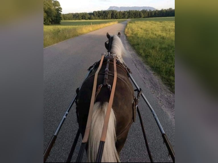 Classic Pony Gelding 9 years 11 hh Chestnut in Freilassing