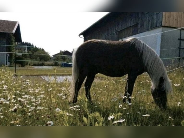 Classic Pony Gelding 9 years 11 hh Chestnut in Freilassing