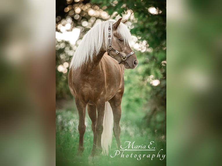 Classic Pony Gelding 9 years 11 hh Chestnut in Freilassing