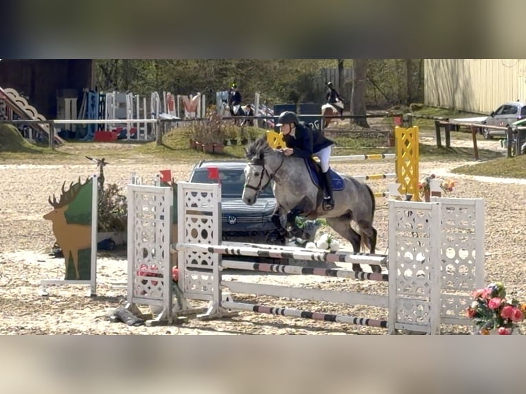Classic Pony Gelding 9 years 14.2 hh Grey in Ballancourt-sur-Essonne