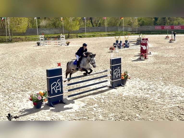 Classic Pony Gelding 9 years 14.2 hh Grey in Ballancourt-sur-Essonne