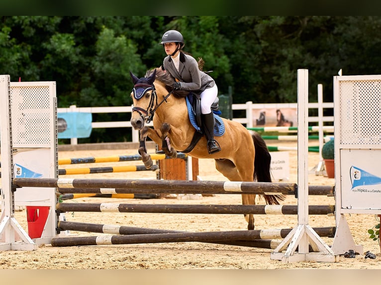 Classic Pony Mix Gelding 9 years Dun in A Coruña