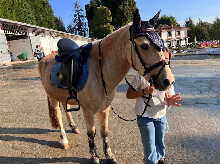 Classic Pony Mix Gelding 9 years Dun in A Coruña