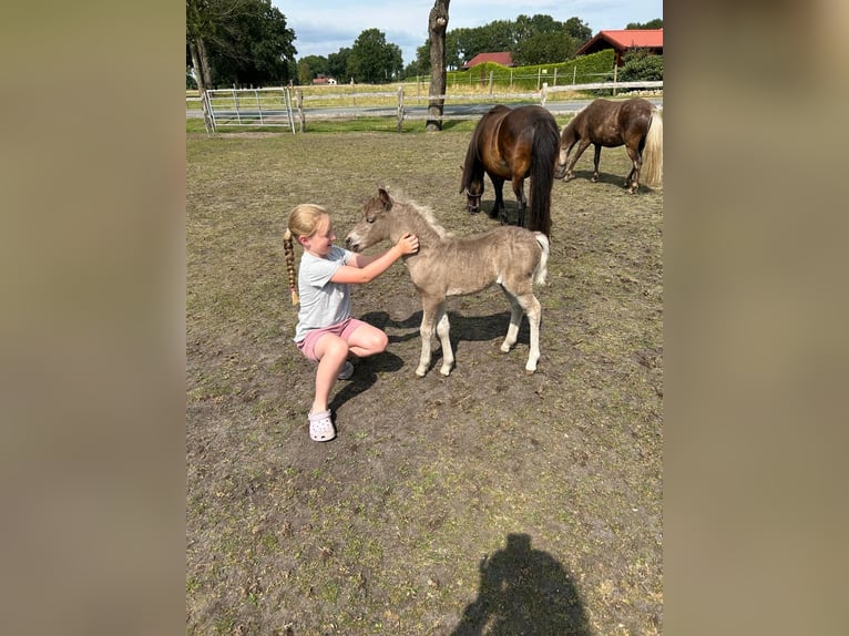 Classic Pony Giumenta 11 Anni 110 cm Baio nero in Steinau