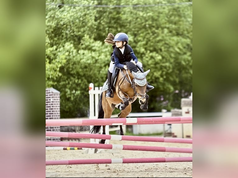 Classic Pony Giumenta 11 Anni 126 cm Baio scuro in Villante