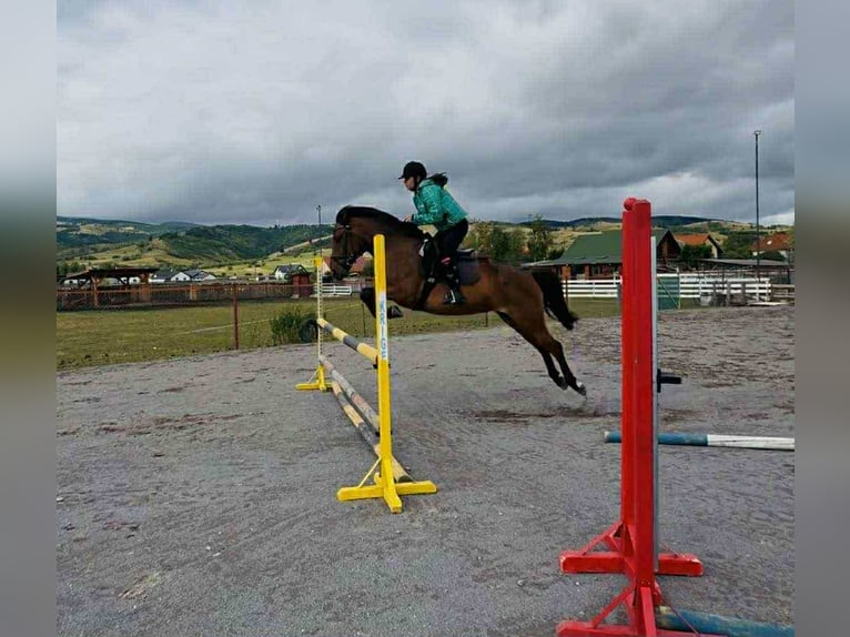 Classic Pony Mix Giumenta 11 Anni 146 cm Baio in Gheorgheni