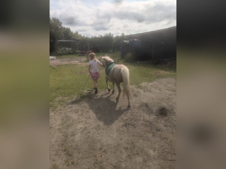 Classic Pony Giumenta 13 Anni 105 cm Roano rosso in Midlum