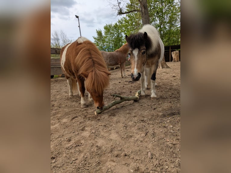 Classic Pony Mix Giumenta 13 Anni 120 cm Pezzato in Boxberg/Oberlausitz