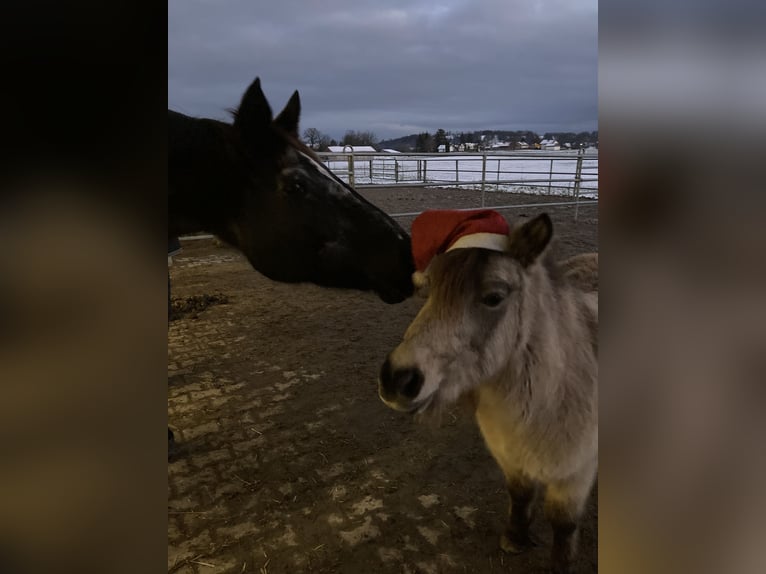 Classic Pony Giumenta 14 Anni 106 cm Falbo in Pei&#xDF;enberg
