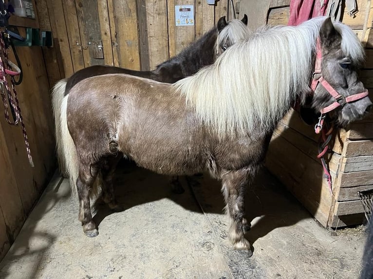 Classic Pony Giumenta 14 Anni 110 cm Sauro scuro in Asbach
