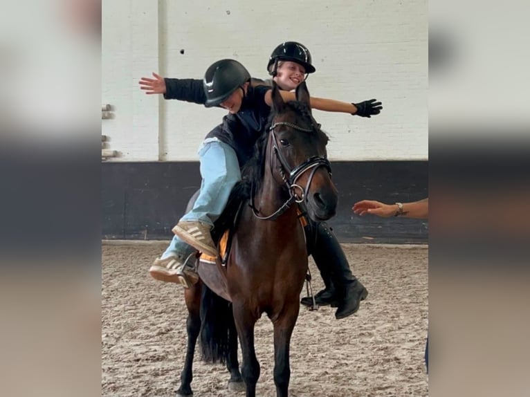 Classic Pony Mix Giumenta 14 Anni 125 cm Baio in Kaldenkirchen