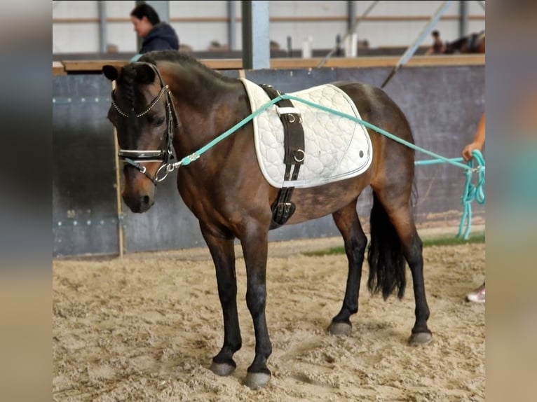 Classic Pony Mix Giumenta 14 Anni 125 cm Baio in Kaldenkirchen