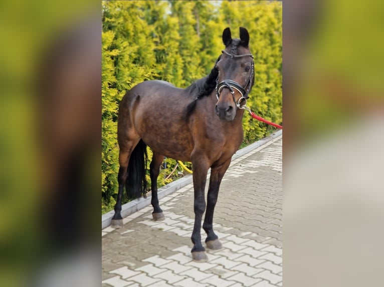 Classic Pony Mix Giumenta 14 Anni 125 cm Baio in Kaldenkirchen