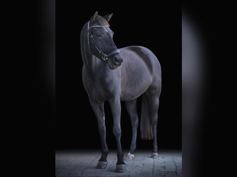 Classic Pony Giumenta 14 Anni 145 cm Morello in Tabajd