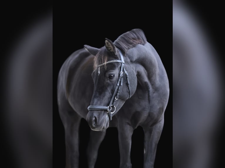 Classic Pony Giumenta 14 Anni 145 cm Morello in Tabajd