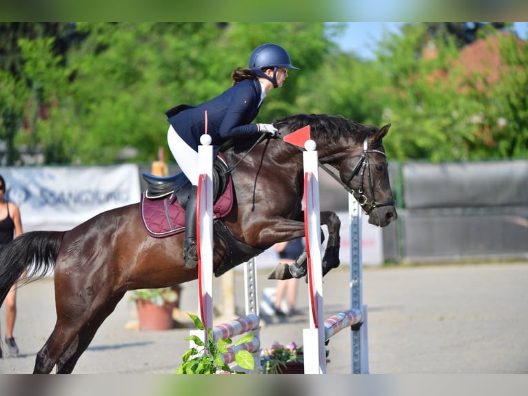 Classic Pony Giumenta 14 Anni 145 cm Morello in Tabajd