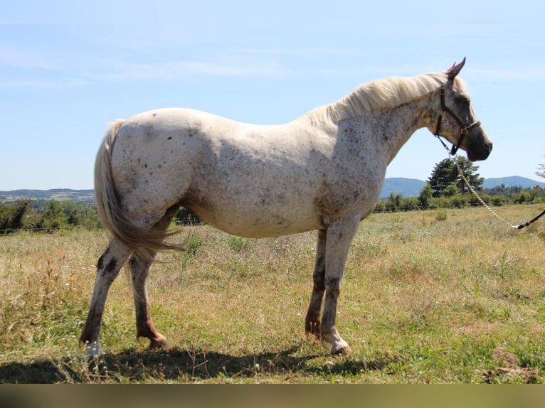 Classic Pony Giumenta 14 Anni 150 cm Grigio rossastro in Saint-Alban-d'Ay